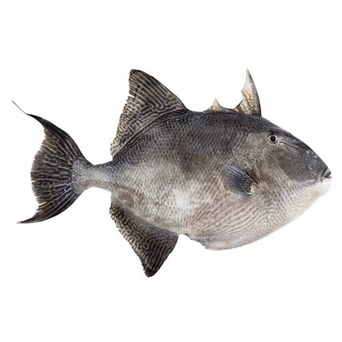 Tuna