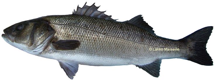 Sardine